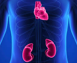 Guest Blog- Kidney and Heart Problem Go Hand in Hand