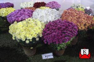 kolkata-best-flower-show