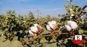 indian-cotton-farmers