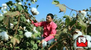 indian-cotton-farmers