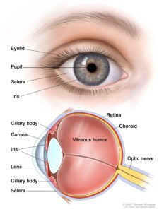 Eye-Donation