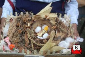 Bird-nests