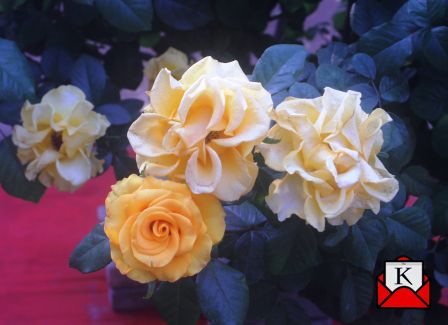 Kolkata-best-flower-show