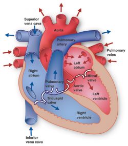 Heart-Disease