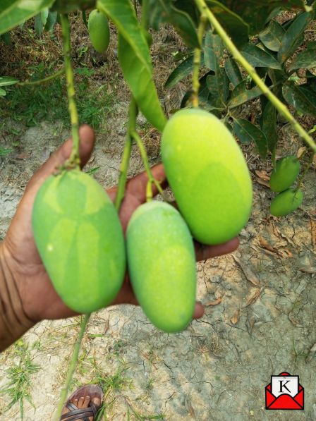 Ajeemganj-Mango-Festival