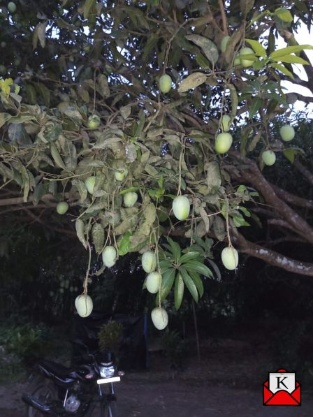 Ajeemganj-Mango-Festival