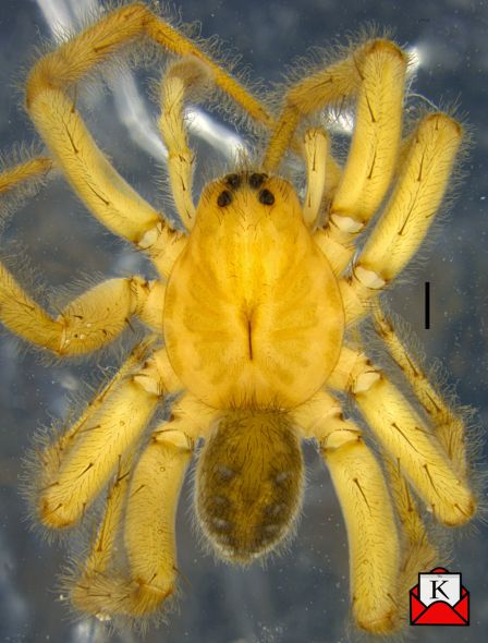 ZSI Scientists Discover New Wolf Spider Species In Sunderbans