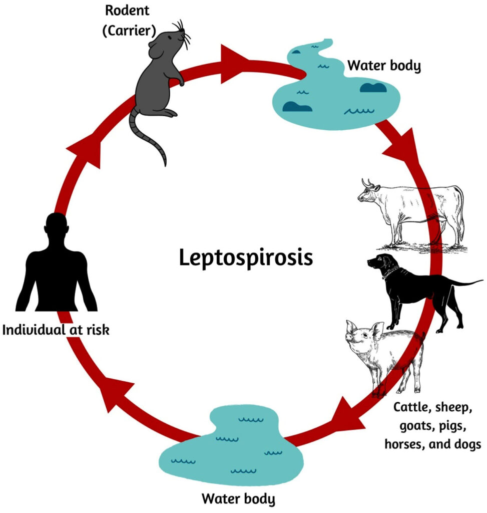Leptospirosis-Treatment