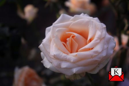 Kolkata-best-rose-show