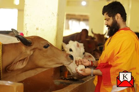 Rakhis Tied On Cows As Part Of Great Raksha Bandhan Celebrations