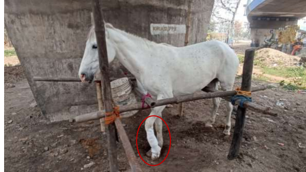 Kolkata’s Victoria Horses Suffer From Fractures, Starvation, Wounds, Possible Rabies, Road Accidents-PETA India