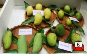 Bengal-Mango-Utsav-2022