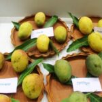 Bengal-Mango-Utsav-2022