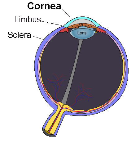 Guest Blog: The Need For Separating Corneas From Other Organs In THOTA