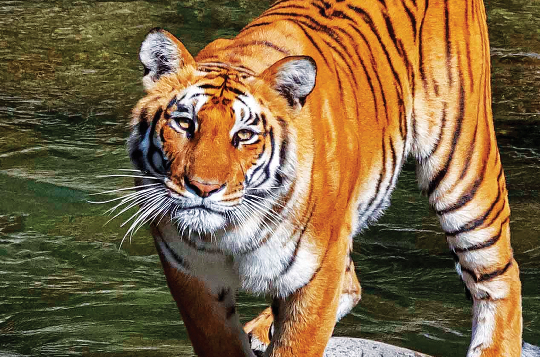 Guidebook Wildlife In And Around Corbett Tiger Reserve