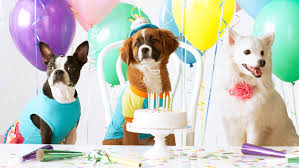 Exciting New Year’s Pet Party Activities To Ring In The Fun At Home