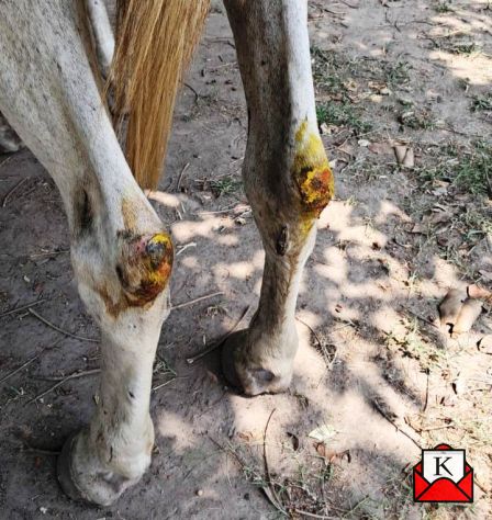 Wounded, Abused Horse In Kolkata Rescued by PETA India