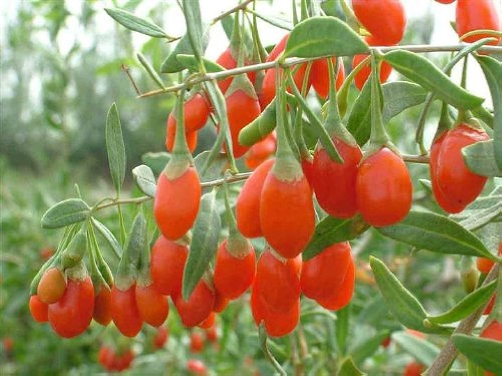 Can Goji Berries Help Treat Diabetes? Know About The Fruit