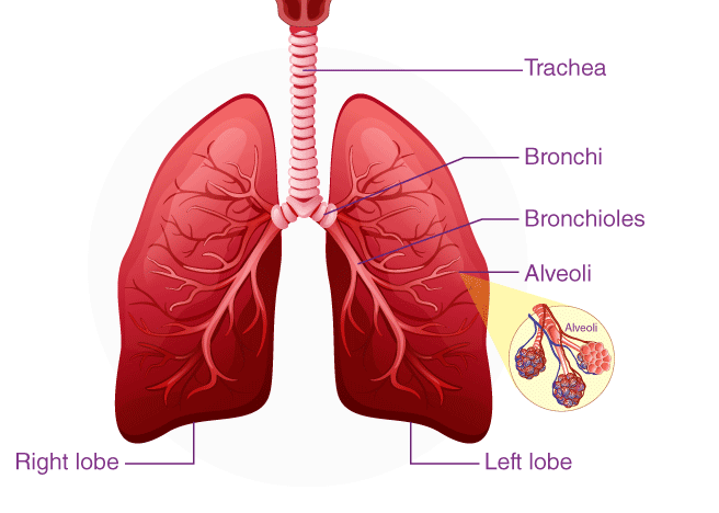 Take Care Of Your Lungs-Doctors On World Lung Cancer Day