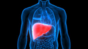 Prolonged Drinking Increases The High Risks Of Liver Cancer