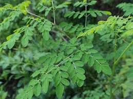 Moringa Helps In Weight Management? Is It A Myth Or Miracle?