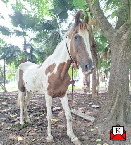 Partially Blind Mare Now Rescued From Maidan; FIR Filed