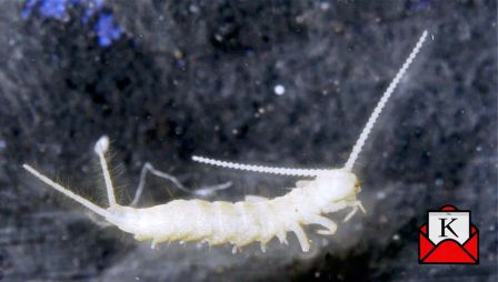 A New Species Of Diplura Discovered By ZSI